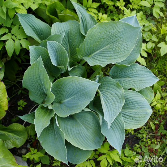 Голубая хоста, куст 4 ростка, кусту 3 года