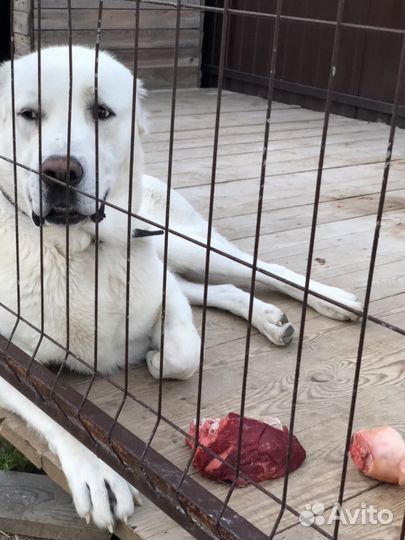 Алабай ищет девочку