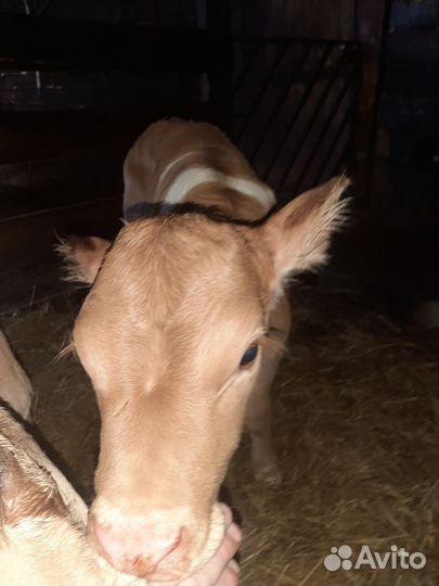 Телята бычки