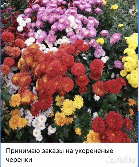 Хризантема мультифлора