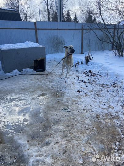 Собака в добрые руки мальчик