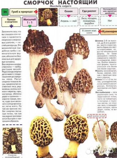 Грибы сморчки и строчки под заказ