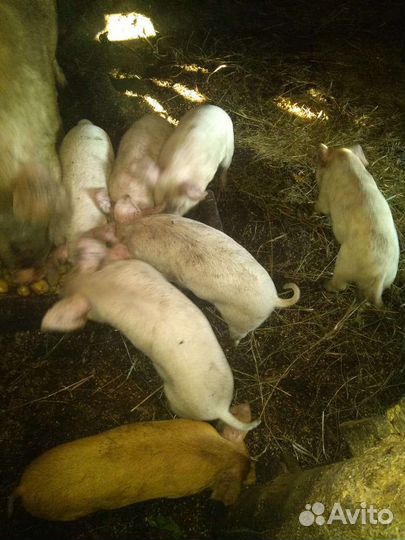 Поросята