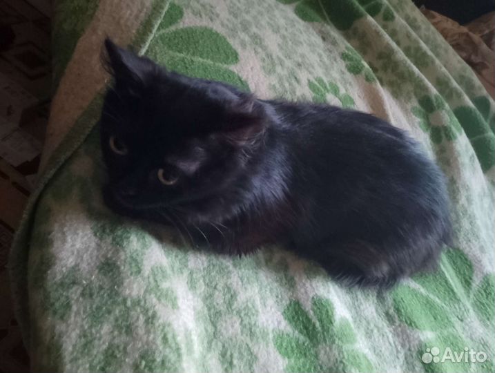 Кот в хорошие руки