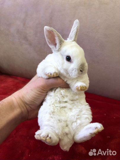 Кролики малыши ручные мини