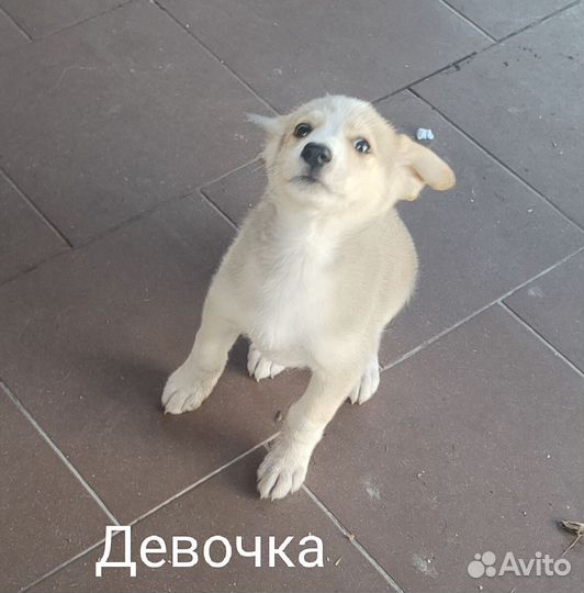 Маленькие собачки щенята