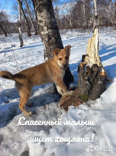 Собака