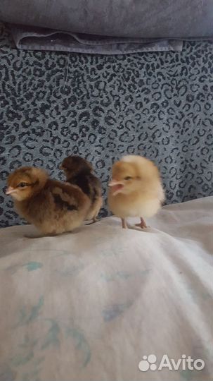 Инкубационное яйцо билефельдер