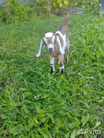 Нубийские козлята