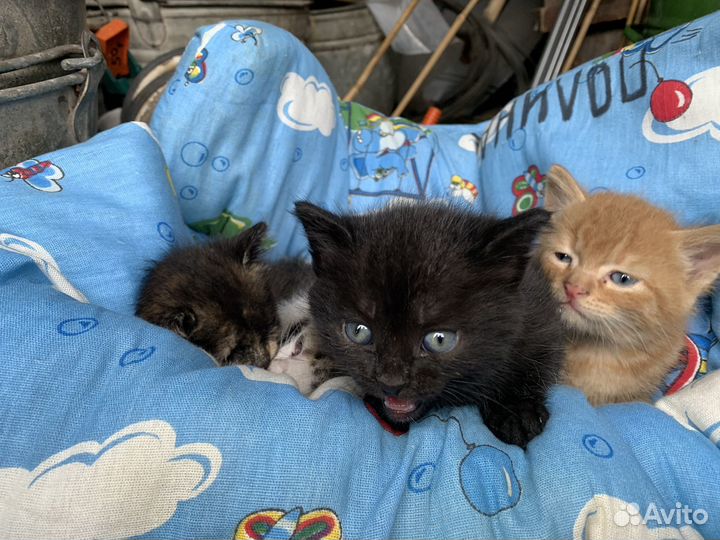 Котята в добрые руки бесплатно