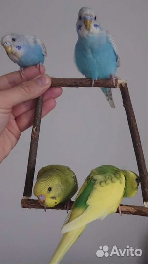 Волнистый попугай ручной