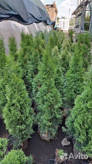 Туя Смарагд