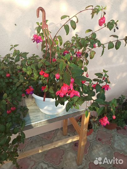 Цветы, кустарники