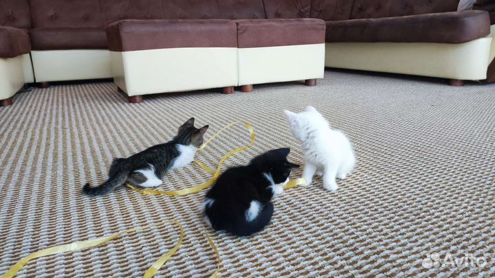 Котята в добрые руки