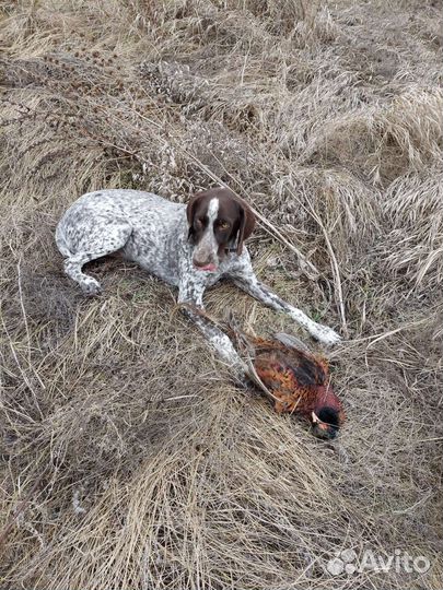 Курцхаар вязка