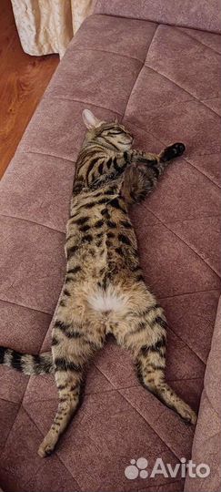 Кот в добрые руки