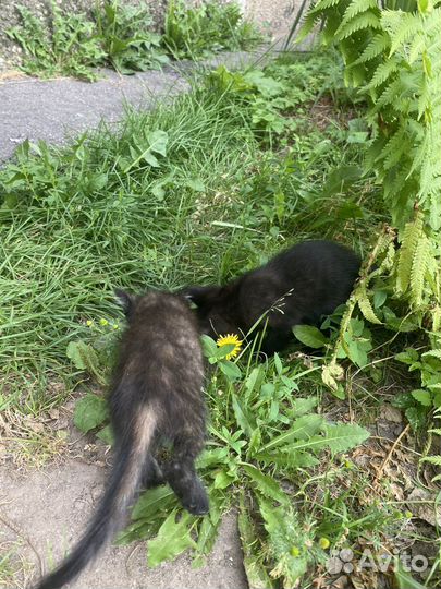 Беспатно котята