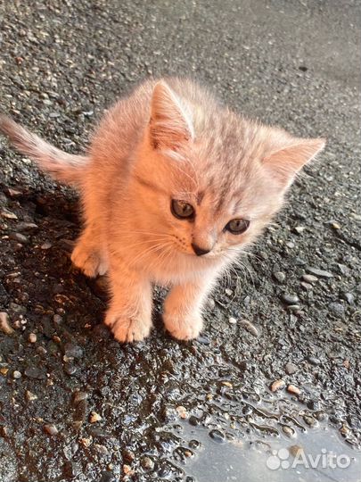 Отдам бесплатно