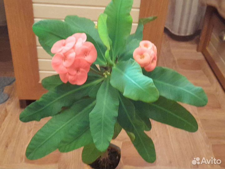 Суккулент продам