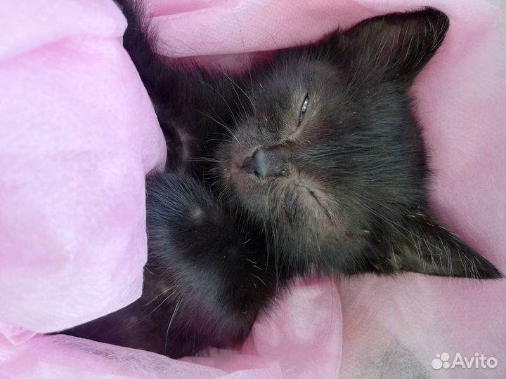 Черный котенок