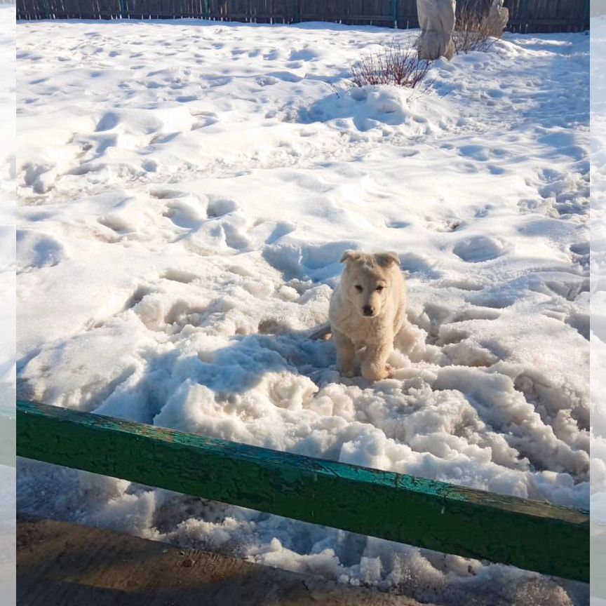 Щенок в добрые руки бесплатно