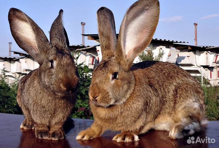 Кролики фландер, чистая линия