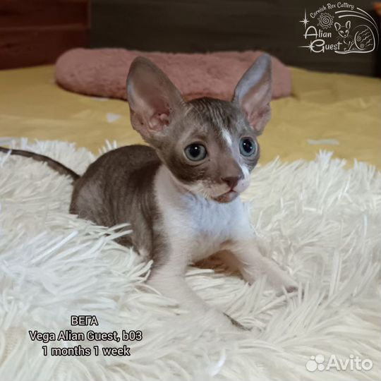 Котенок корниш-рекс