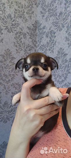 Щенки чихуахуа