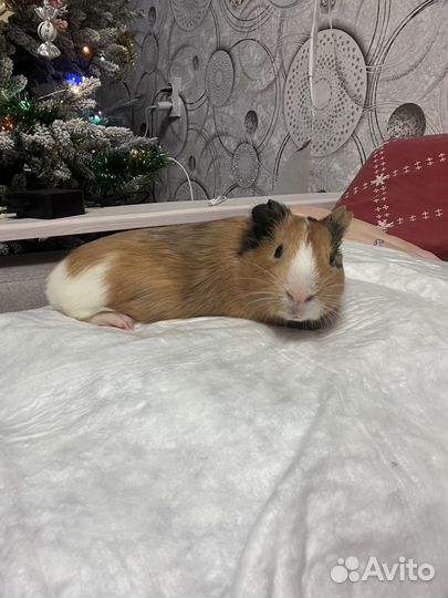 Морская свинка