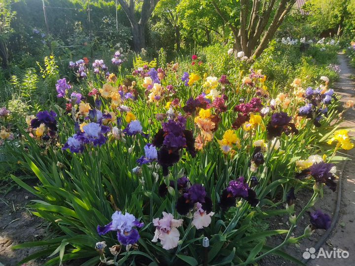 Ирисы бородатые