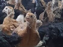 Подрощенные цыплята