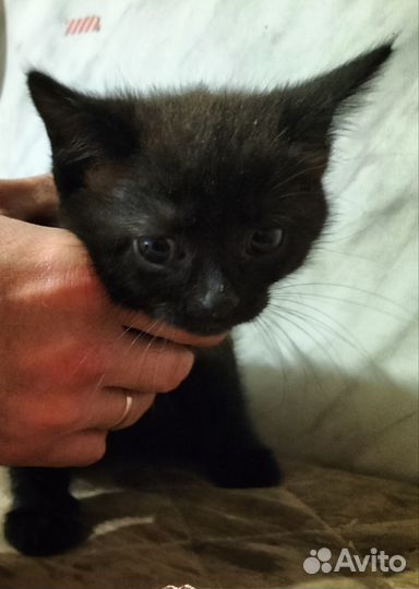 Домашние животные