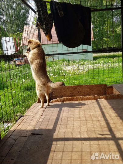 Маленькая собака в добрые руки