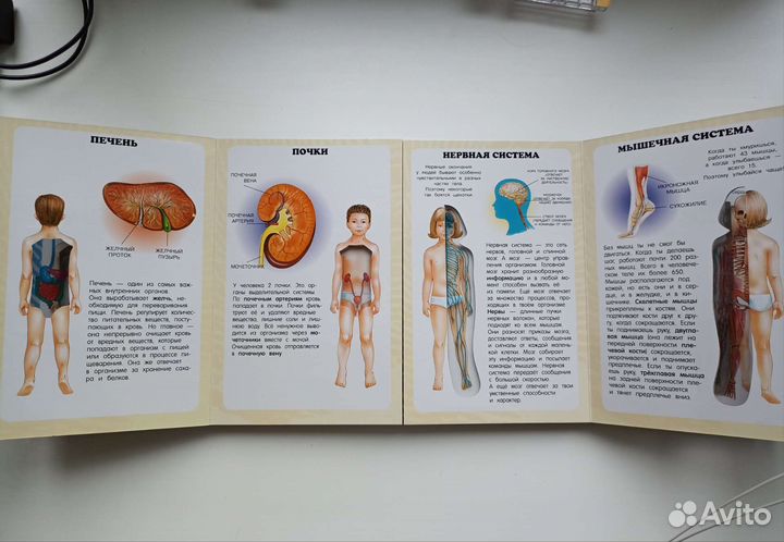 Атлас Тело человека