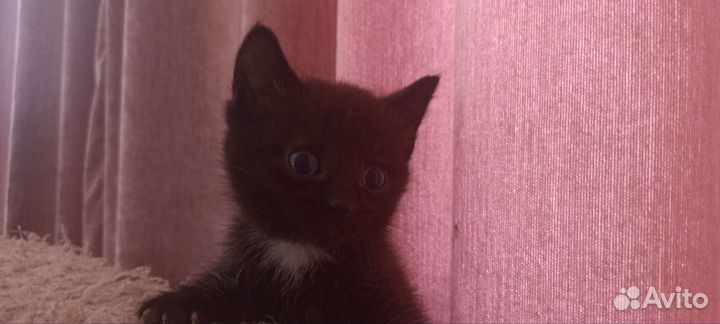 Отдам котят