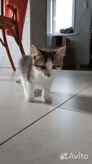 Котята