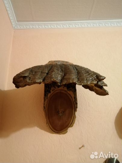 Грибы