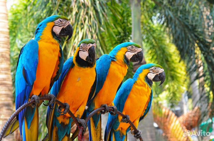 Паттайя Топ-Экскурсия Тропический сад Нонг Нуч