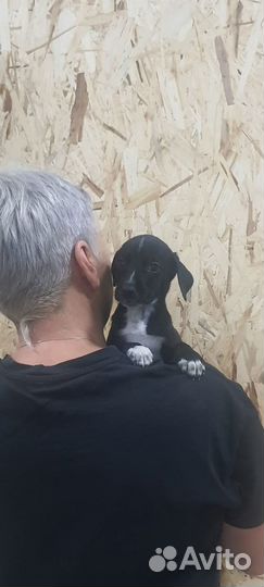 Щенок девочка бесплатно