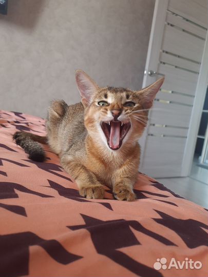 Абиссинская кошка