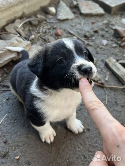 Щенки ищут дом