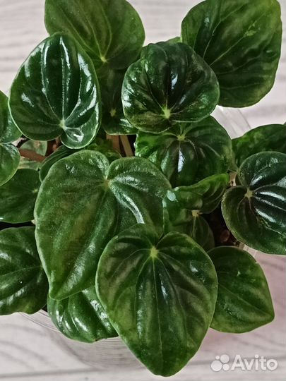 Пеперомия Хелиос вариегатная (Helios variegata)