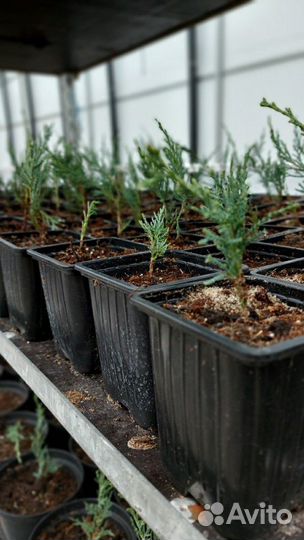 Хвойные растения