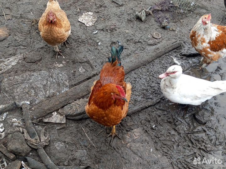 Петухи молодый