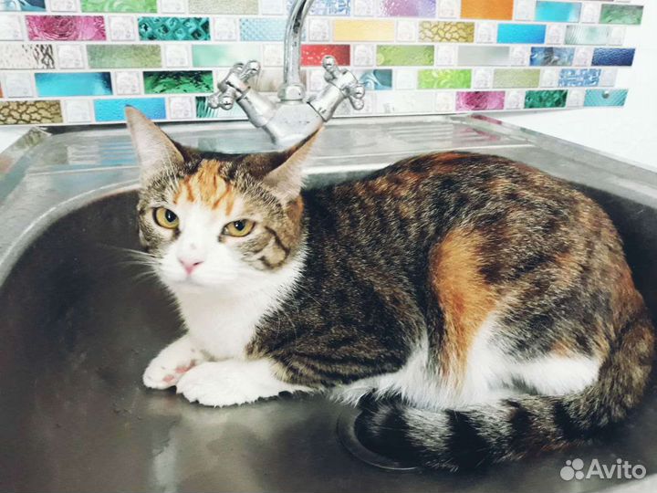 Кошка Варька ищет дом, стерилизована