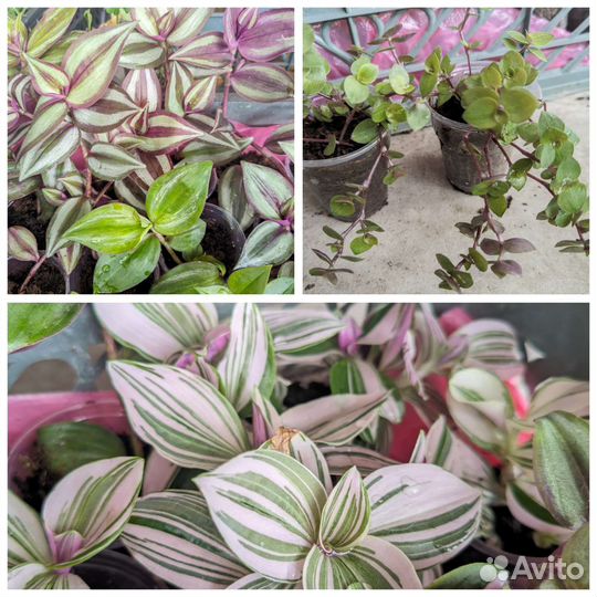 Традесканция, коллизия