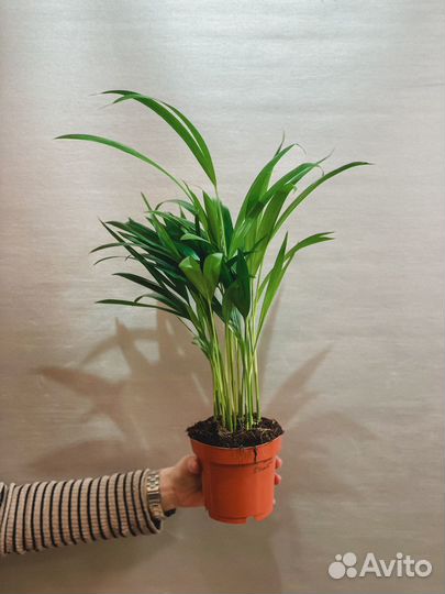 Комнатные растения