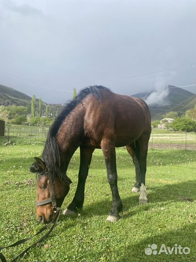 Продаются лошади