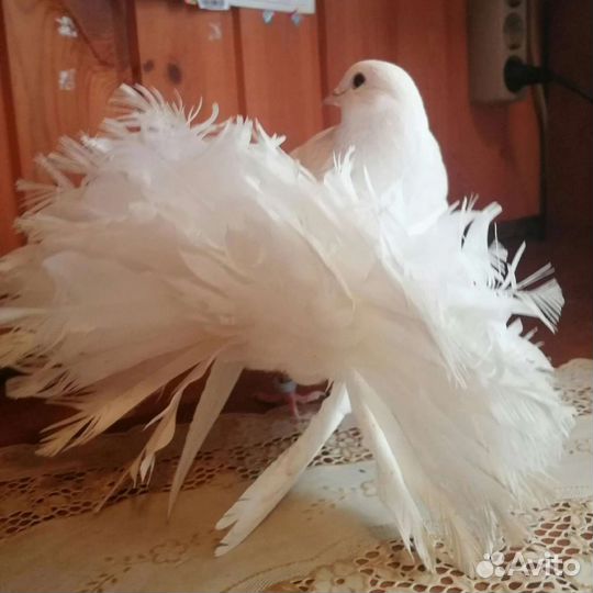 Голуби павлины