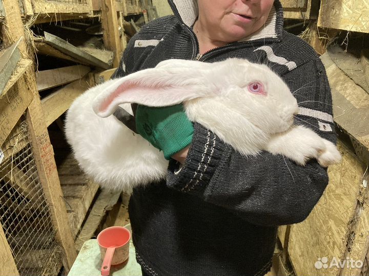 Фландер кролы